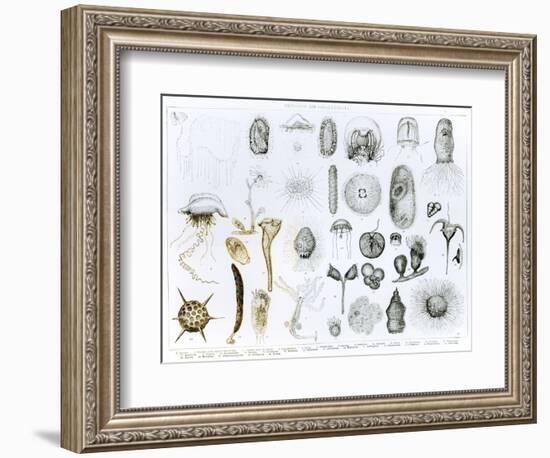 Protozoa and Coelenterata-null-Framed Giclee Print