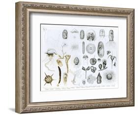 Protozoa and Coelenterata-null-Framed Giclee Print