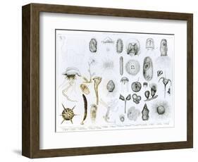 Protozoa and Coelenterata-null-Framed Giclee Print