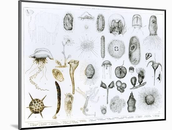 Protozoa and Coelenterata-null-Mounted Giclee Print