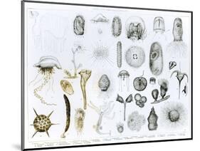 Protozoa and Coelenterata-null-Mounted Giclee Print