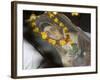 Protrait of One of India's Most Celebrated 18th Centure Female Rulers, India-Robert Harding-Framed Photographic Print