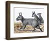 Protypotherium-null-Framed Photographic Print