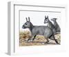 Protypotherium-null-Framed Photographic Print