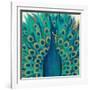 Proud as a Peacock I-Veronique Charron-Framed Art Print