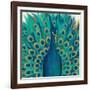 Proud as a Peacock I-Veronique Charron-Framed Art Print