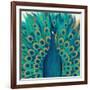 Proud as a Peacock I-Veronique Charron-Framed Art Print