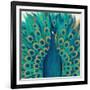 Proud as a Peacock I-Veronique Charron-Framed Art Print