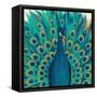 Proud as a Peacock I-Veronique Charron-Framed Stretched Canvas