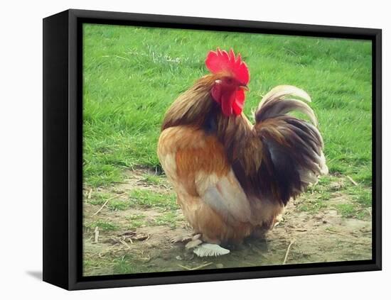 Proud Cockerel, 2018-Helen White-Framed Stretched Canvas