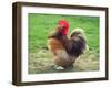 Proud Cockerel, 2018-Helen White-Framed Giclee Print