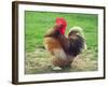 Proud Cockerel, 2018-Helen White-Framed Giclee Print