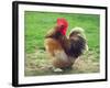 Proud Cockerel, 2018-Helen White-Framed Giclee Print