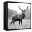 Proud Deer-null-Framed Stretched Canvas