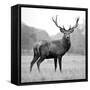 Proud Deer-null-Framed Stretched Canvas