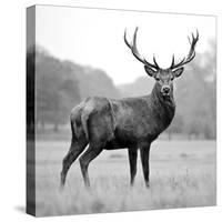 Proud Deer-null-Stretched Canvas