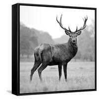 Proud Deer-null-Framed Stretched Canvas