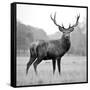 Proud Deer-null-Framed Stretched Canvas