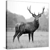 Proud Deer-null-Stretched Canvas