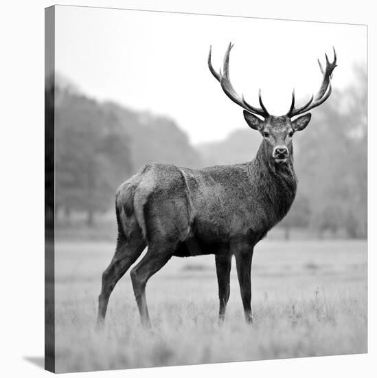 Proud Deer-null-Stretched Canvas