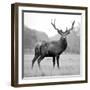 Proud Deer-null-Framed Premium Photographic Print