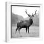 Proud Deer-null-Framed Premium Photographic Print