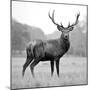 Proud Deer-null-Mounted Premium Photographic Print