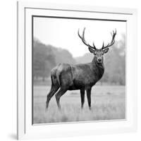 Proud Deer-null-Framed Photographic Print