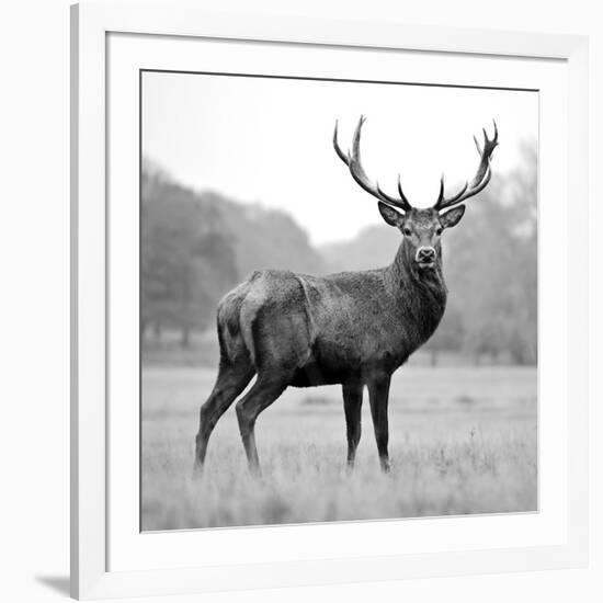 Proud Deer-null-Framed Photographic Print