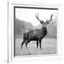 Proud Deer-null-Framed Photographic Print