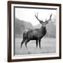 Proud Deer-null-Framed Photographic Print