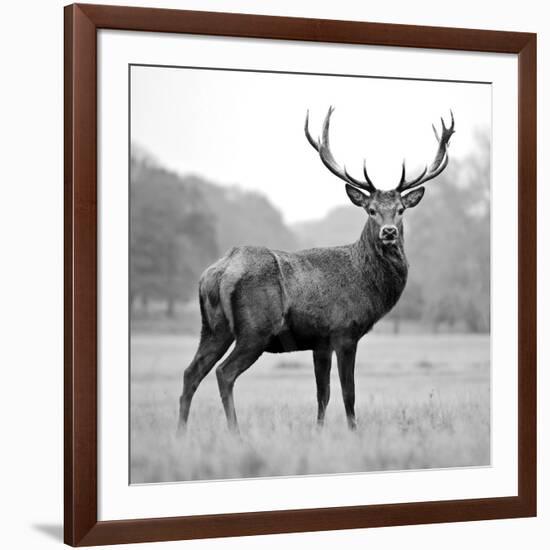 Proud Deer-null-Framed Photographic Print