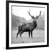 Proud Deer-null-Framed Photographic Print