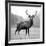 Proud Deer-null-Framed Photographic Print