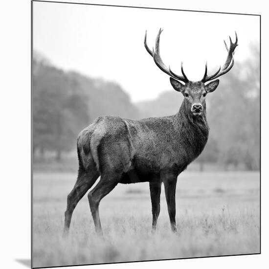 Proud Deer-null-Mounted Photographic Print
