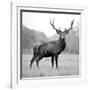 Proud Deer-null-Framed Photographic Print