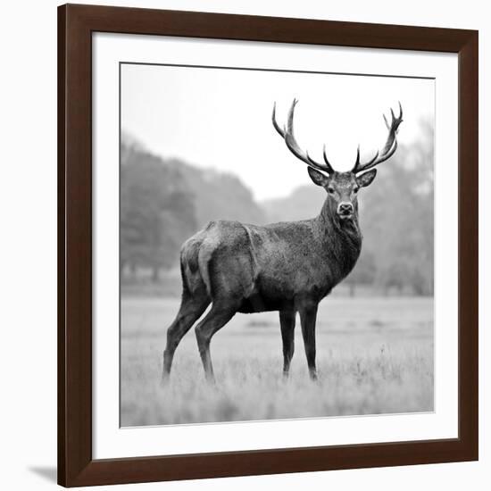 Proud Deer-null-Framed Photographic Print