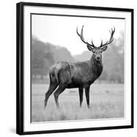 Proud Deer-null-Framed Photographic Print