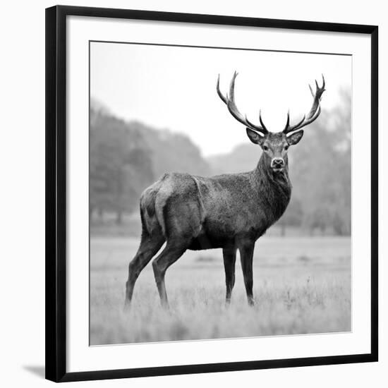 Proud Deer-null-Framed Photographic Print