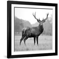 Proud Deer-null-Framed Photographic Print