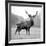 Proud Deer-null-Framed Photographic Print