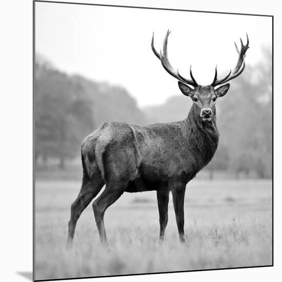 Proud Deer-null-Mounted Photographic Print