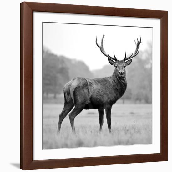 Proud Deer-null-Framed Photographic Print