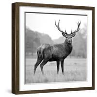 Proud Deer-null-Framed Photographic Print