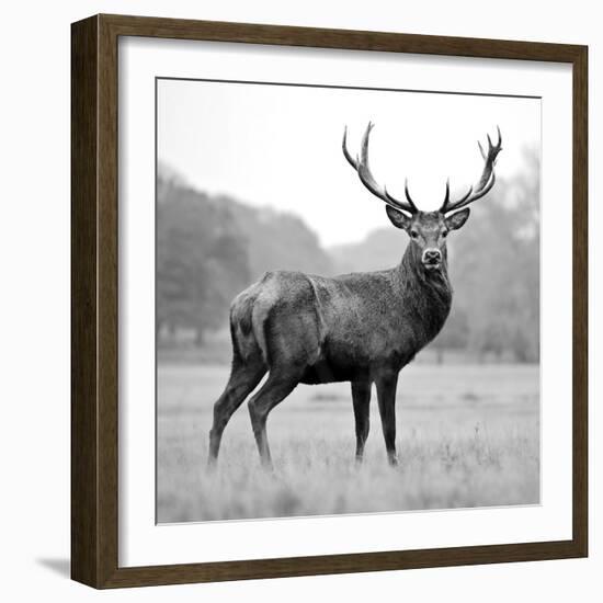 Proud Deer-null-Framed Photographic Print