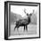 Proud Deer-null-Framed Photographic Print