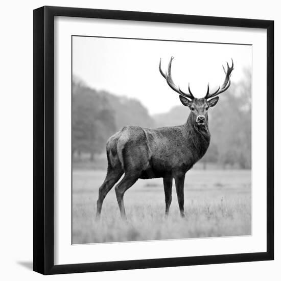 Proud Deer-null-Framed Photographic Print