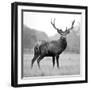 Proud Deer-null-Framed Photographic Print