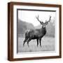 Brown Frame