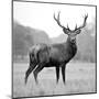 Wood Mount